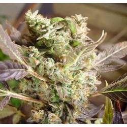 Somango Feminizada de Soma Seeds