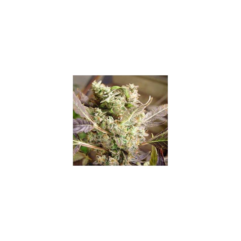 Somango Feminizada de Soma Seeds