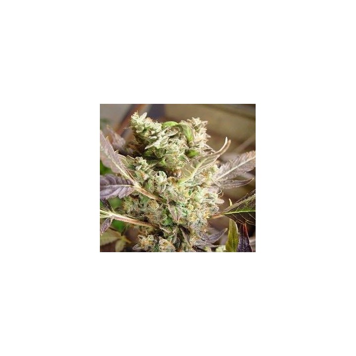 Somango Feminizada de Soma Seeds