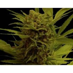 Somanna Regular de Soma Seeds