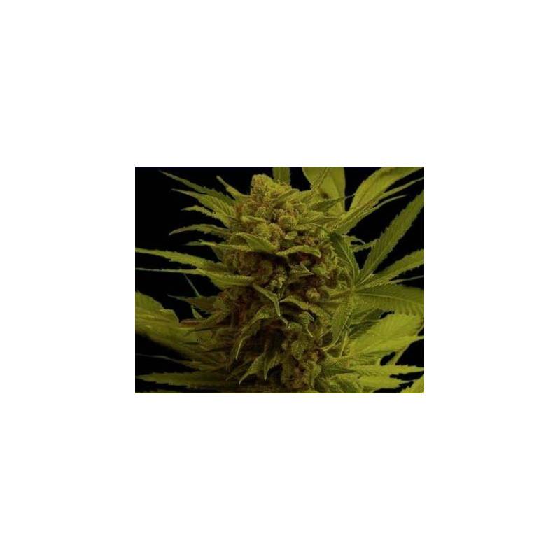 Somanna Regular de Soma Seeds