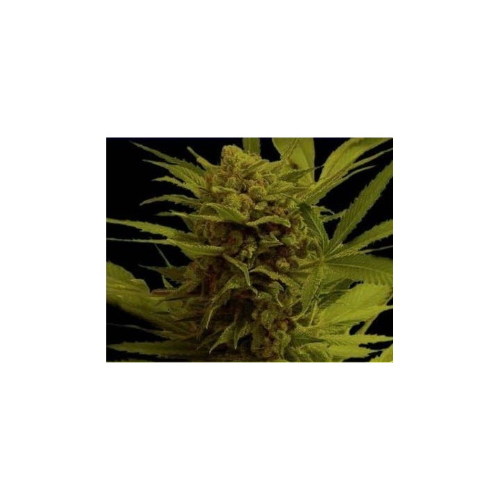 Somanna Regular de Soma Seeds