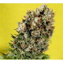 Somativa Regular de Soma Seeds