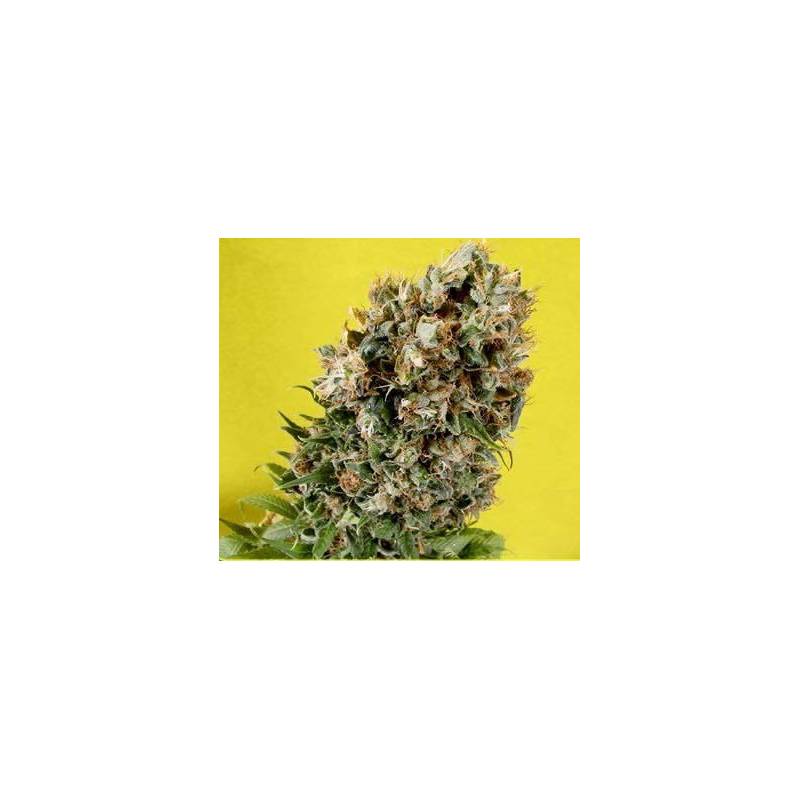 Somativa Regular de Soma Seeds