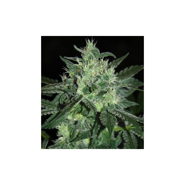 Spicy White Devil Feminizada de Samsara