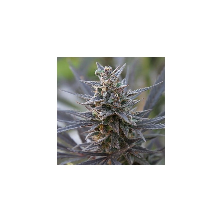 Spontanica Regular de K.C. Brains
