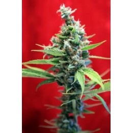 Sra.Amparo Feminizada de Reggae Seeds