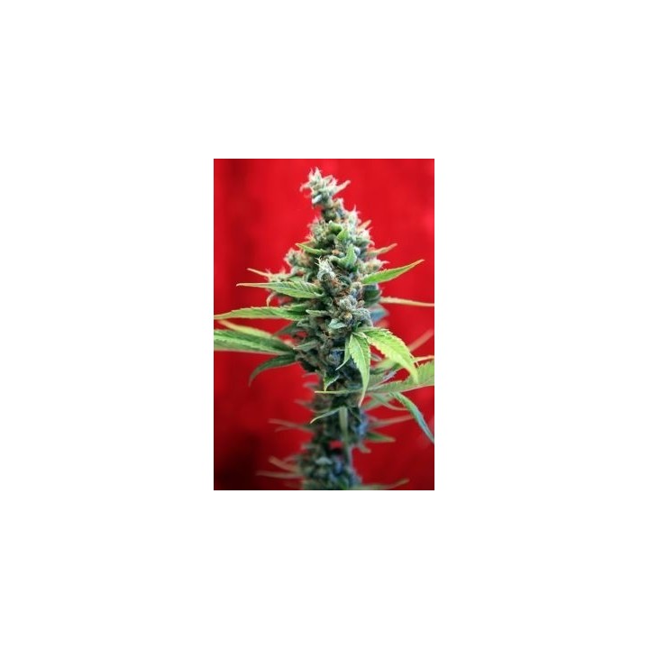 Sra.Amparo Feminizada de Reggae Seeds