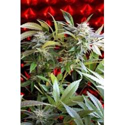 Strawberry Skunk Feminizada de 