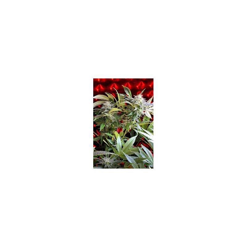 Strawberry Skunk Feminizada de 