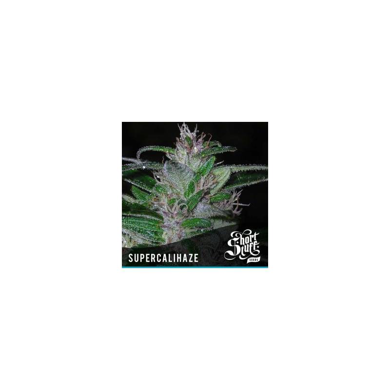 Super Cali Haze Autofloreciente Feminizada de Short Stuff Seeds