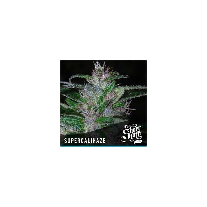 Super Cali Haze Autofloreciente Feminizada de Short Stuff Seeds