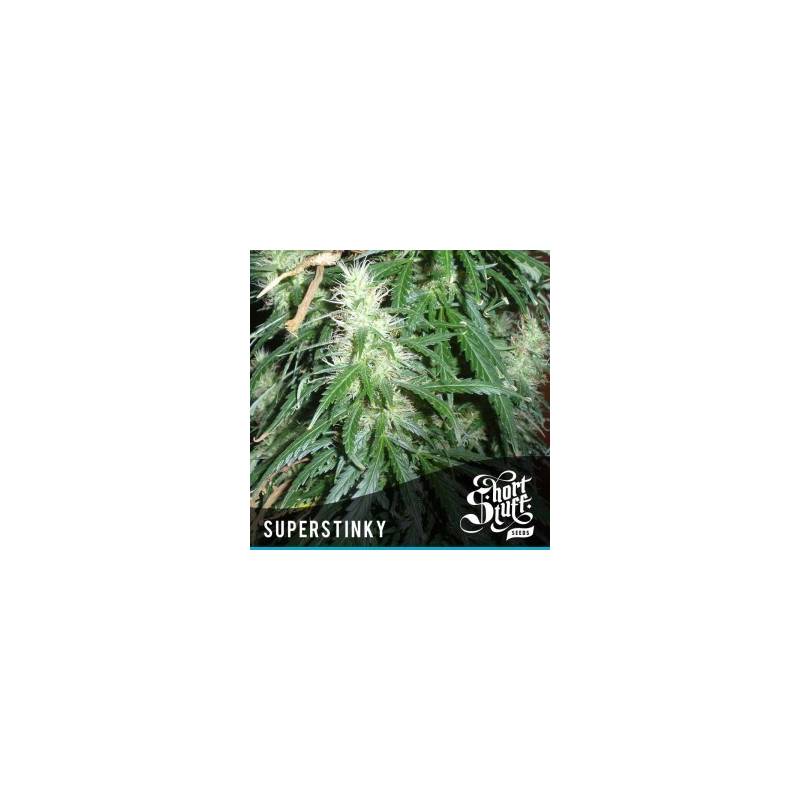 Super Stinky Autofloreciente Feminizada de Short Stuff Seeds