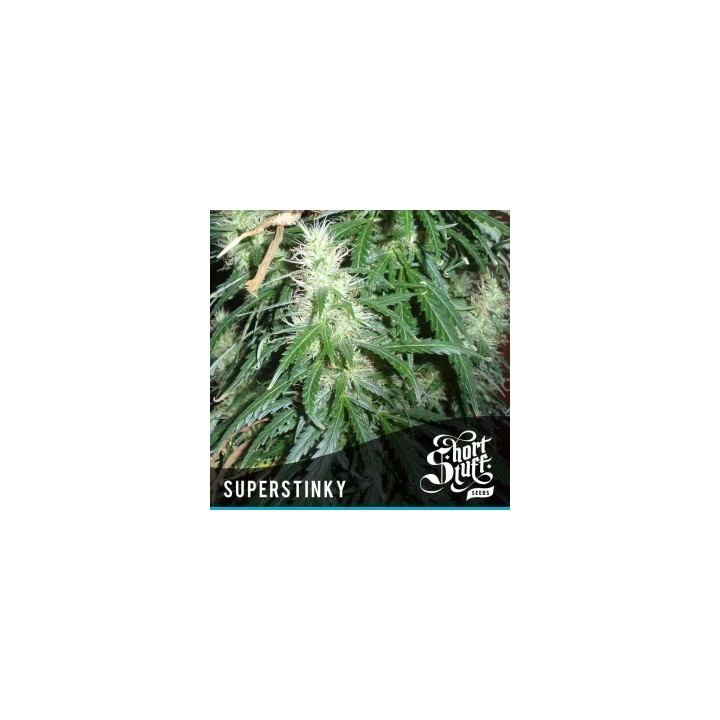 Super Stinky Autofloreciente Feminizada de Short Stuff Seeds