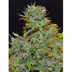 Superberry Feminizada de 