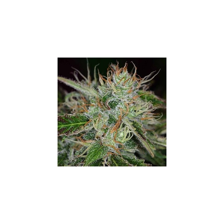 Sweet Dreams Regular de K.C. Brains