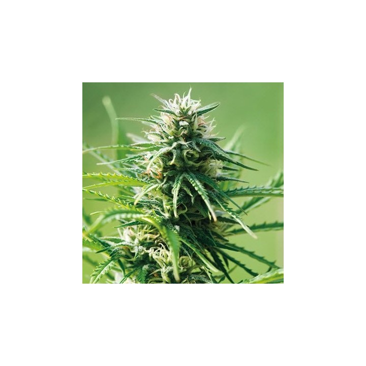 Sweet Tooth Feminizada de Barney's Farm