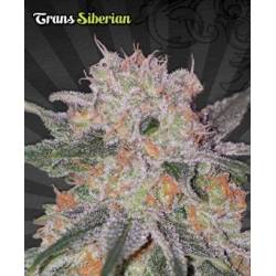 Trans Siberian Autofloreciente Feminizada de Auto Seeds