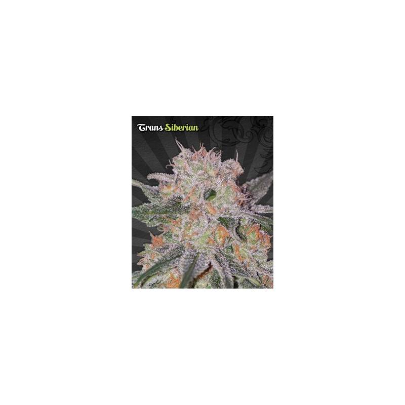 Trans Siberian Autofloreciente Feminizada de Auto Seeds