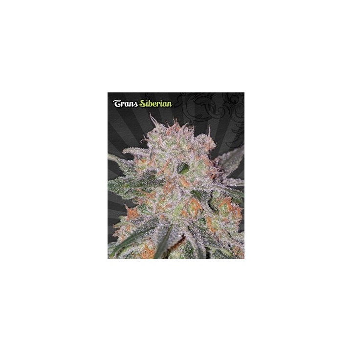 Trans Siberian Autofloreciente Feminizada de Auto Seeds
