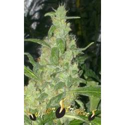 Turing Autofloreciente Feminizada de Super Strains