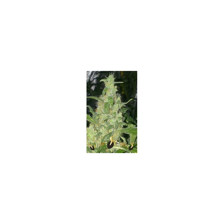 Turing Autofloreciente Feminizada de Super Strains