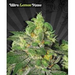 Ultra Lemon Haze Autofloreciente Feminizada de Auto Seeds