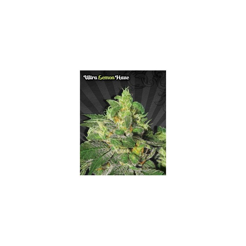 Ultra Lemon Haze Autofloreciente Feminizada de Auto Seeds