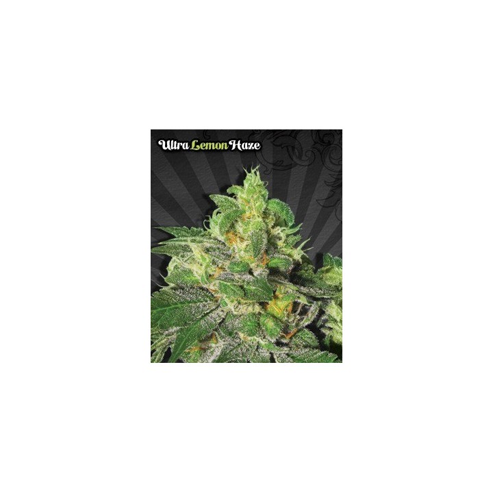 Ultra Lemon Haze Autofloreciente Feminizada de Auto Seeds