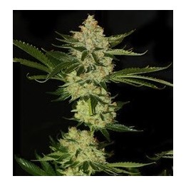 Underdawg Og Feminizada de T.H. Seeds