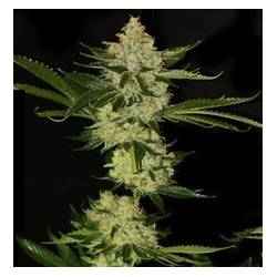 Underdawg Og Feminizada de T.H. Seeds