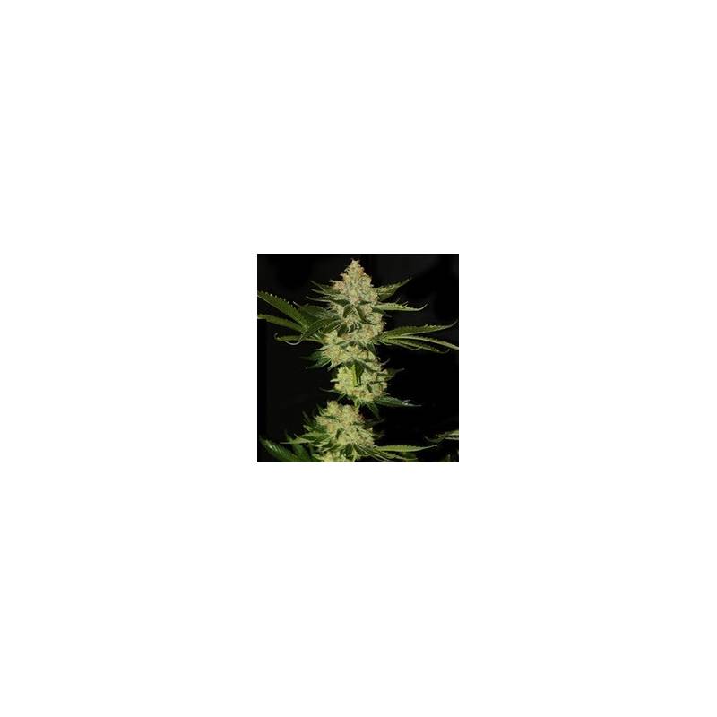 Underdawg Og Feminizada de T.H. Seeds