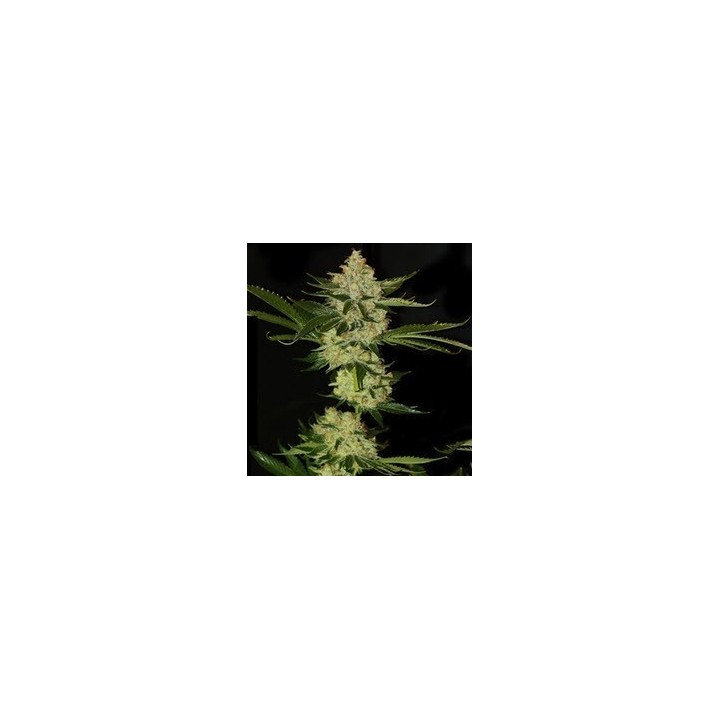 Underdawg Og Feminizada de T.H. Seeds