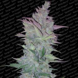 Vertigo Feminizada de Paradise Seeds