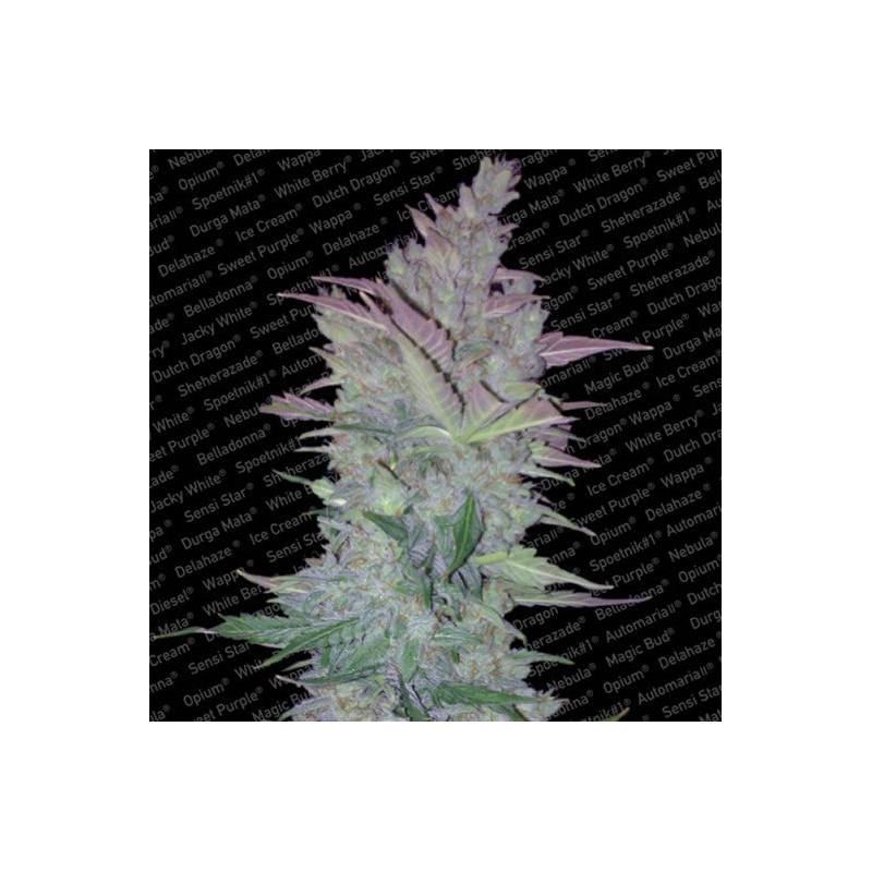 Vertigo Feminizada de Paradise Seeds