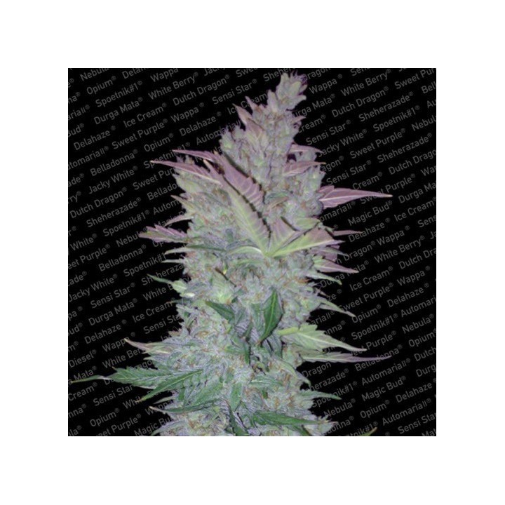 Vertigo Feminizada de Paradise Seeds