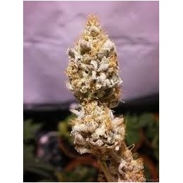 White K.C. Regular de K.C. Brains