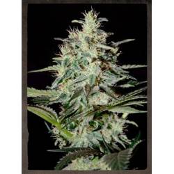 White Lemon Feminizada de Strainhunters