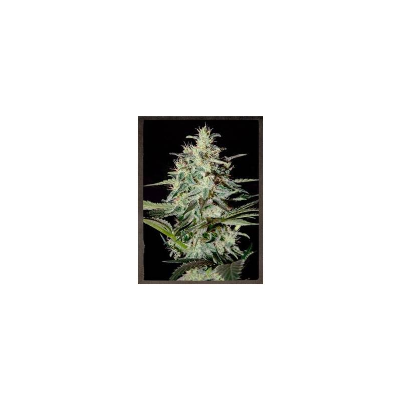 White Lemon Feminizada de Strainhunters