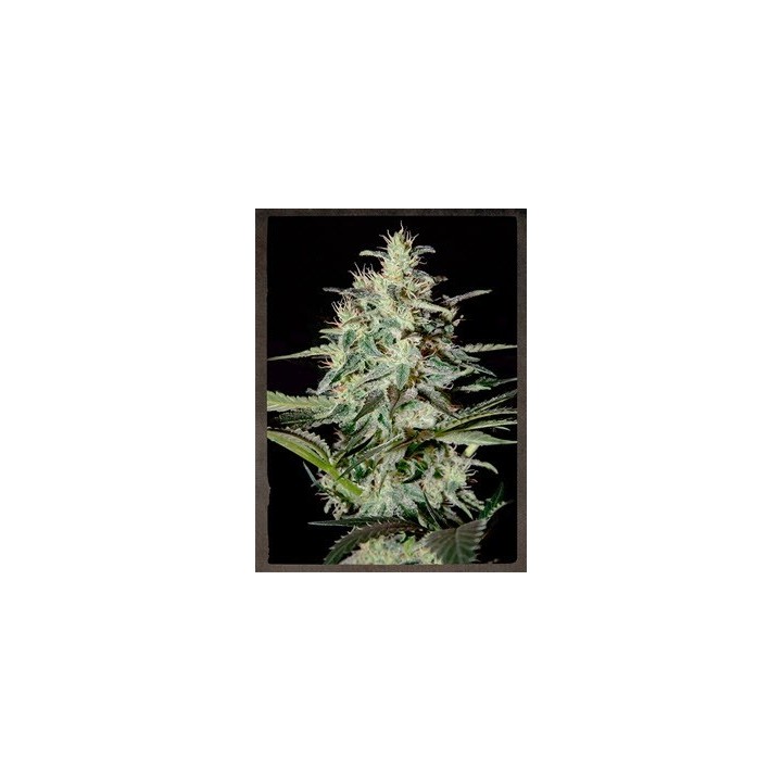 White Lemon Feminizada de Strainhunters