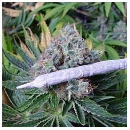 White Light Regular de Soma Seeds