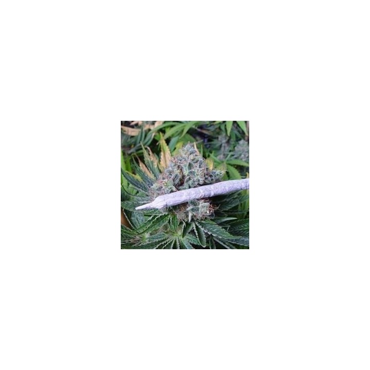 White Light Regular de Soma Seeds