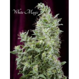 White Magic Feminizada de Mandala Seeds