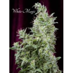 White Magic Feminizada de Mandala Seeds