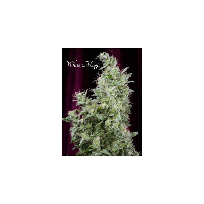 White Magic Feminizada de Mandala Seeds