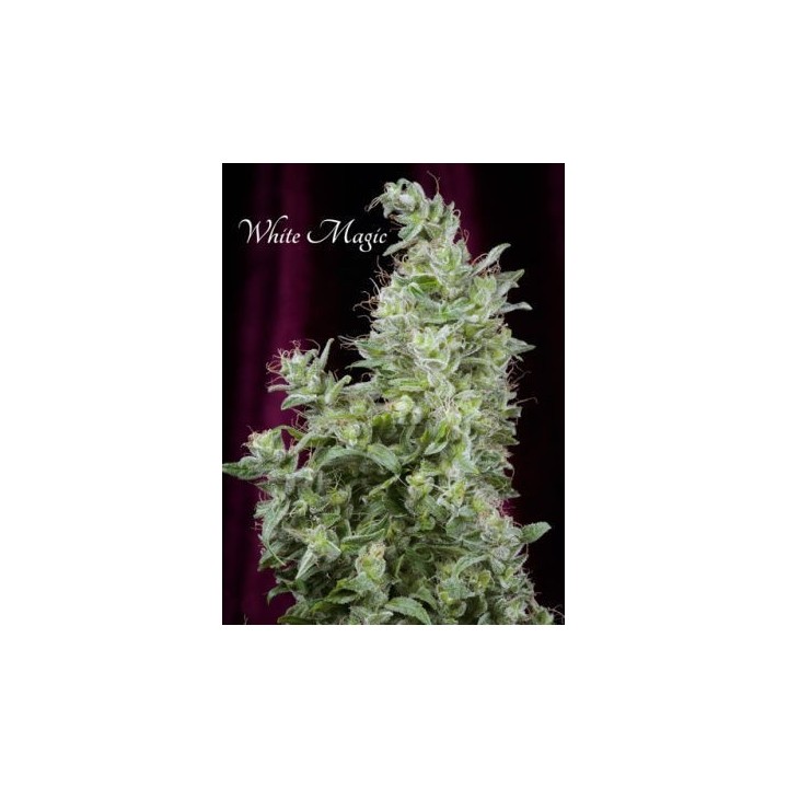 White Magic Feminizada de Mandala Seeds