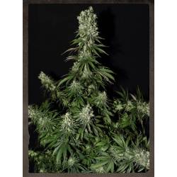 White Strawberry Skunk Feminizada de Strainhunters