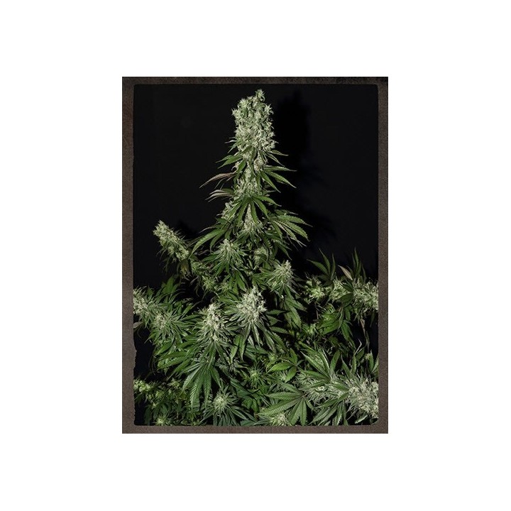 White Strawberry Skunk Feminizada de Strainhunters