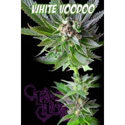 White Voodoo Regular de 