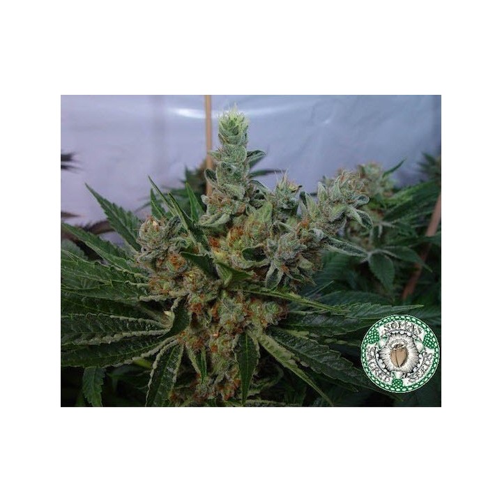 White Willow Regular de Soma Seeds